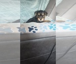 Small #2 Yorkshire Terrier