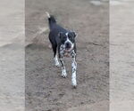 Small Staffordshire Bull Terrier Mix