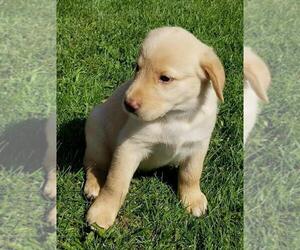 Golden Shepherd Puppy for Sale in WAUSAUKEE, Wisconsin USA