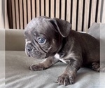 Small Photo #5 French Bulldog Puppy For Sale in LAKEWOOD RANCH, FL, USA