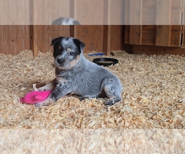Medium Photo #14 Australian Cattle Dog Puppy For Sale in CURRAN, MI, USA
