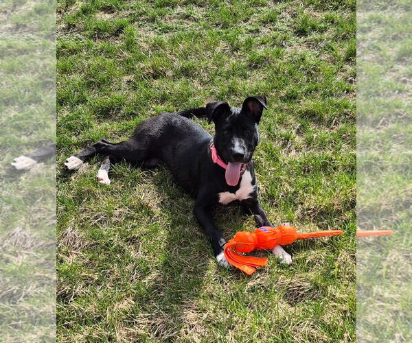 Medium Photo #10 Mutt Puppy For Sale in Germantown, OH, USA