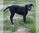 Small #2 Labrador Retriever Mix