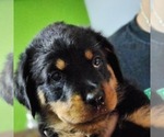 Puppy Grey Female Rottweiler
