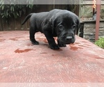 Small Photo #17 Labrador Retriever Puppy For Sale in TACOMA, WA, USA