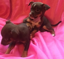 Chihuahua Puppy for sale in ALEXIS, NC, USA