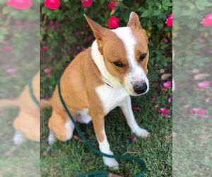 Chevy - Male Australian Kelpie-Basenji Mix Dog for Adoption - Photo #14