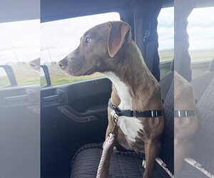 Kiwi - Female Mutt Dog for Adoption - Photo #18