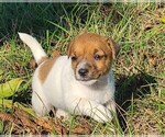 Puppy Eleanor Jack Russell Terrier