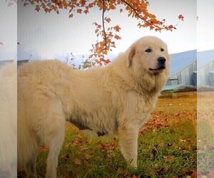 Mother of the Great Pyrenees puppies born on 01/19/2024