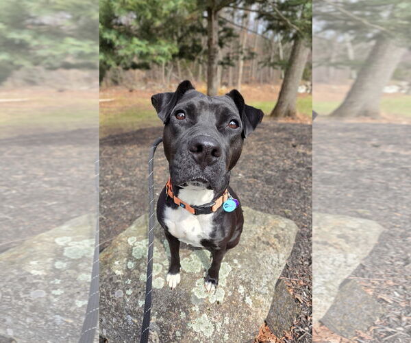 Medium Photo #3 Mutt Puppy For Sale in Rockaway, NJ, USA