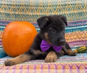 German Shepherd Dog Puppy for sale in LANCASTER, PA, USA