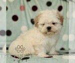 Small #2 Shih Tzu