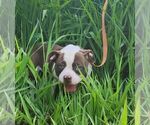Small Photo #9 American Bulldog Puppy For Sale in NORTH RIDGEVILLE, OH, USA