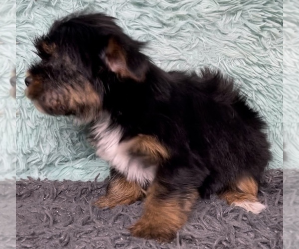 Medium Photo #9 Yorkshire Terrier Puppy For Sale in AZLE, TX, USA
