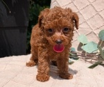 Small #5 Cockapoo