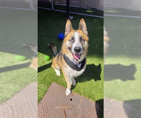 Medium Photo #1 Siberian Husky-Unknown Mix Puppy For Sale in Downey, CA, USA