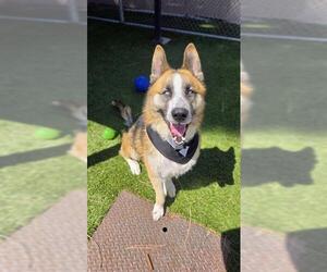 Siberian Husky-Unknown Mix Dogs for adoption in Downey, CA, USA