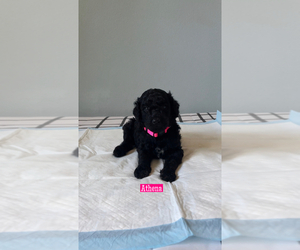 Poodle (Standard) Puppy for sale in EXETER, CA, USA