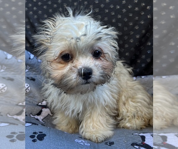 Medium Photo #9 Zuchon Puppy For Sale in RENO, NV, USA