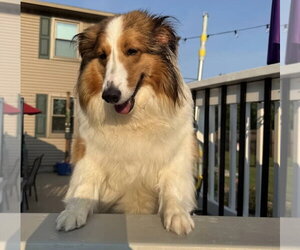 Mutt Dogs for adoption in Dublin, OH, USA