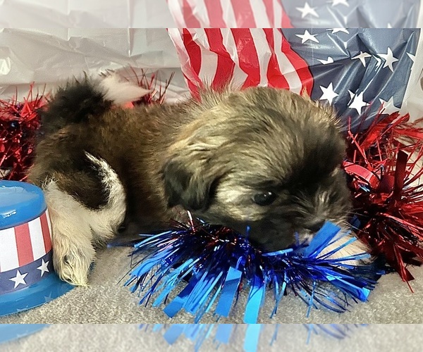 Medium Photo #3 Shih Tzu Puppy For Sale in DENTON, MD, USA