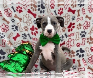 American Staffordshire Terrier Puppy for sale in LAKELAND, FL, USA