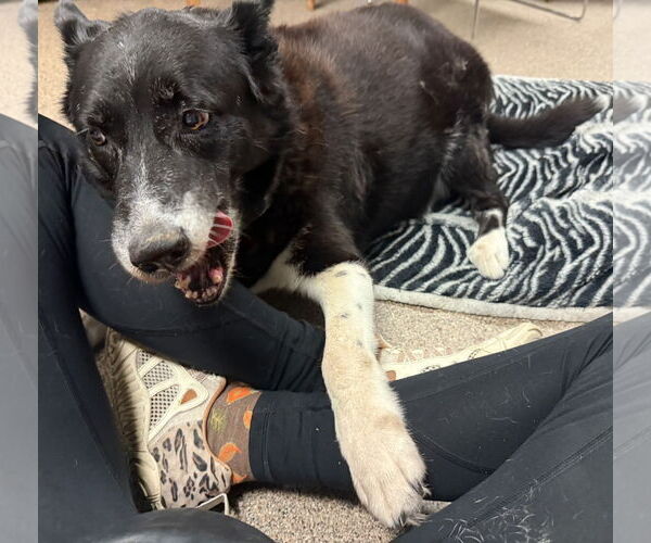 Medium Photo #6 Border Collie-Unknown Mix Puppy For Sale in Sanford, FL, USA