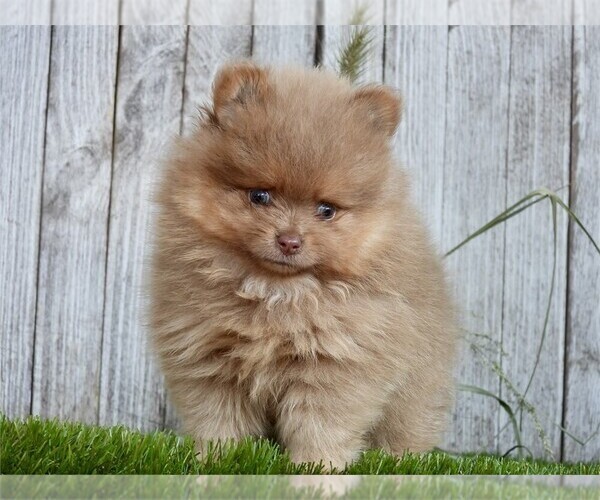 Medium Photo #17 Pomeranian Puppy For Sale in TAMPA, FL, USA
