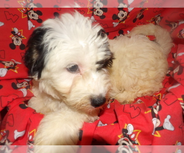 Medium Photo #3 Bichpoo Puppy For Sale in PATERSON, NJ, USA