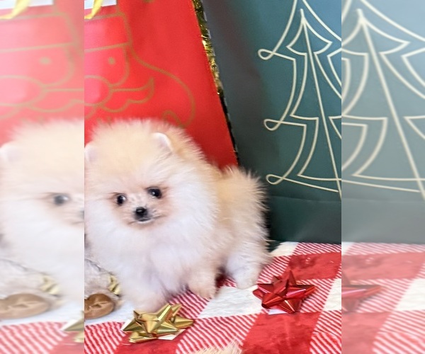 Medium Photo #1 Pomeranian Puppy For Sale in BEVERLY HILLS, CA, USA