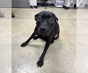 American Staffordshire Terrier-Labrador Retriever Mix Dogs for adoption in Pierceton , IN, USA