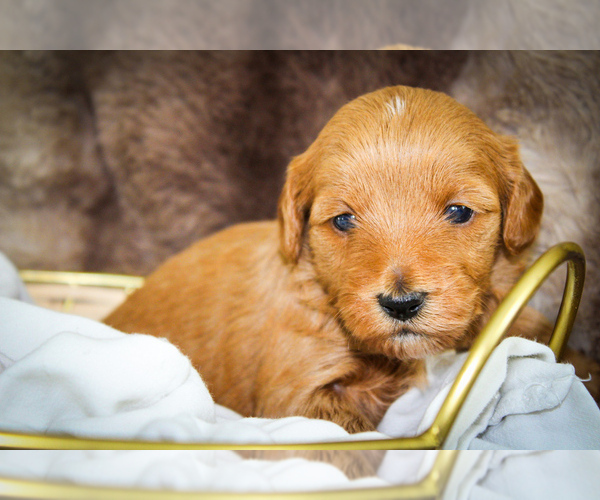 Medium Photo #8 Poodle (Miniature)-Sheepadoodle Mix Puppy For Sale in FAYETTEVILLE, NC, USA