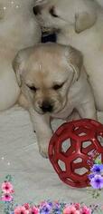 Labrador Retriever Puppy for sale in MARYDEL, MD, USA