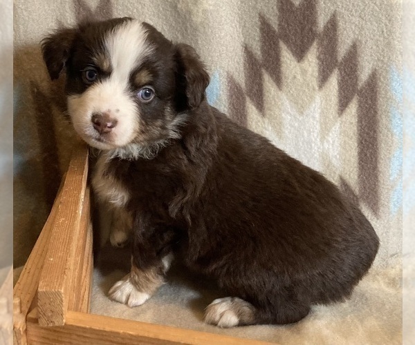 Medium Photo #5 Miniature Australian Shepherd Puppy For Sale in FORT MORGAN, CO, USA