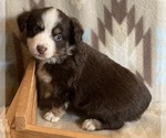 Small #4 Miniature Australian Shepherd