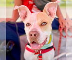 Small #20 American Bulldog Mix