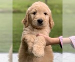 Small Photo #6 Goldendoodle Puppy For Sale in MORGANTOWN, IN, USA