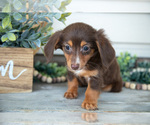 Small Photo #12 Dachshund Puppy For Sale in NAPPANEE, IN, USA