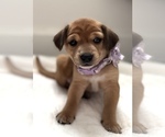 Puppy Prima Donna Beagle-Shiba Inu Mix
