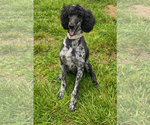 Small #9 Poodle (Standard)