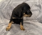 Small Photo #27 Bernedoodle-French Bulldog Mix Puppy For Sale in EL DORADO HILLS, CA, USA