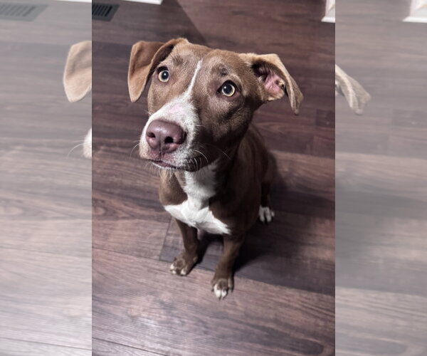 Medium Photo #12 Unknown-Weimaraner Mix Puppy For Sale in Columbus, IN, USA