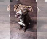 Small #11 Weimaraner Mix