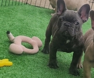 French Bulldog Puppy for sale in HOUSTON, TX, USA