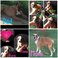 Boxer Puppy for sale in VIAN, OK, USA