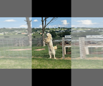 Small Photo #1 Great Pyrenees Puppy For Sale in HARRISONBURG, VA, USA