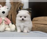 Small Photo #6 Pomeranian Puppy For Sale in CHICAGO, IL, USA