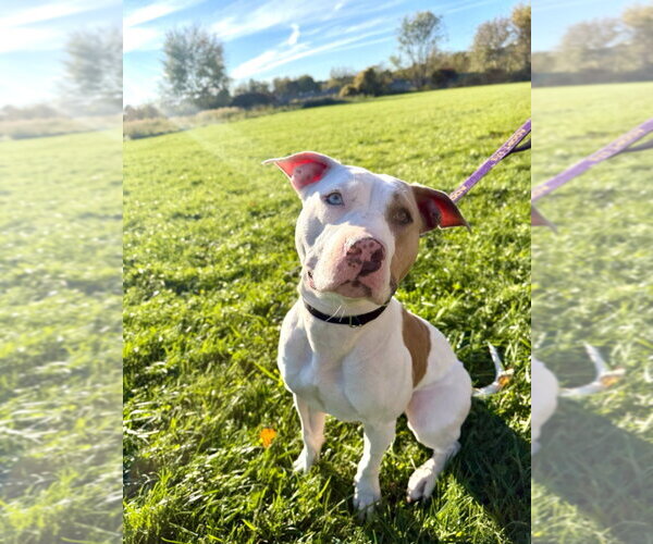 Medium Photo #1 Mutt Puppy For Sale in Gloversville, NY, USA