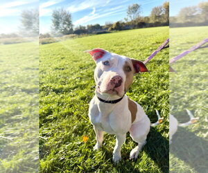 Mutt Dogs for adoption in Gloversville, NY, USA